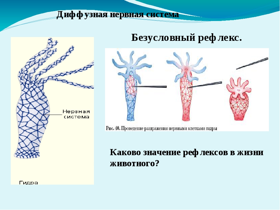 Кракен плейс